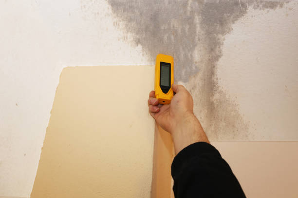 Reliable South El Monte, CA Mold Removal Solutions