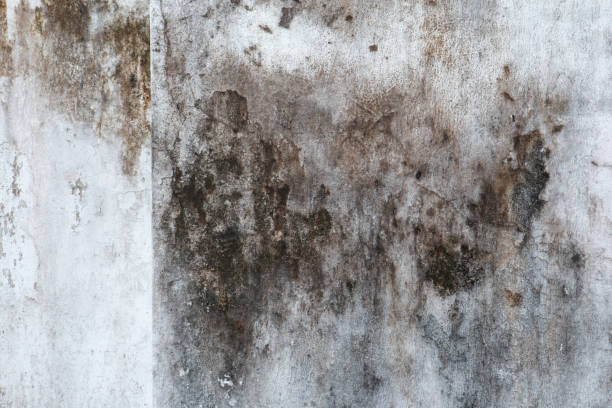 Best Crawl Space Mold Remediation  in South El Monte, CA