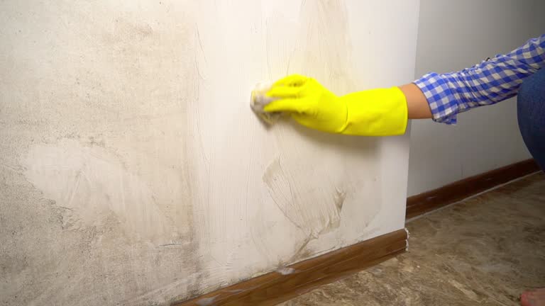 Best Comprehensive Air Testing for Mold Contaminants  in South El Monte, CA