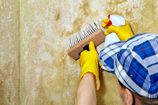 Best Commercial Mold Inspection  in South El Monte, CA