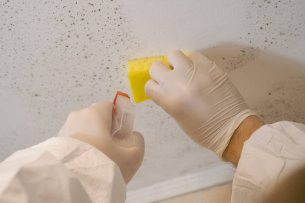 Best Biohazard Mold Removal  in South El Monte, CA