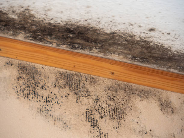 Best Emergency Mold Remediation  in South El Monte, CA