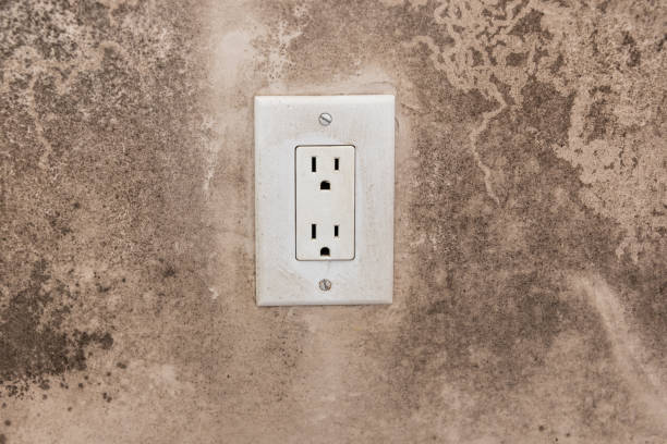 Best Environmental Consulting for Mold Prevention  in South El Monte, CA