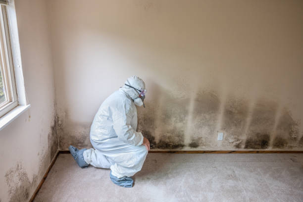 Best Mold Remediation for Healthcare Facilities  in South El Monte, CA