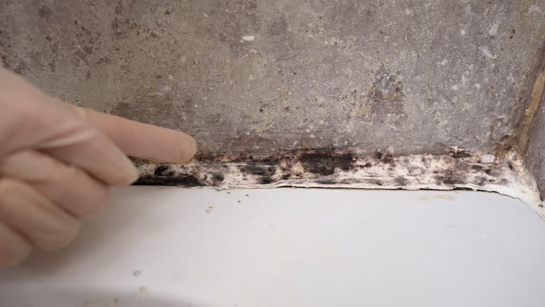 Best Mold Removal for HVAC Installations  in South El Monte, CA
